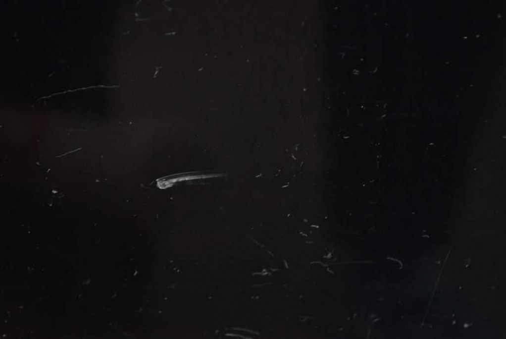 фото №7, Двері праве задня задні чорні toyota hilux 7 vii 05-15