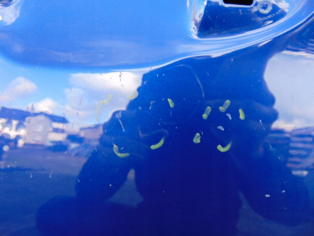 фото №7, Двері праве перед ford transit courier 2014r