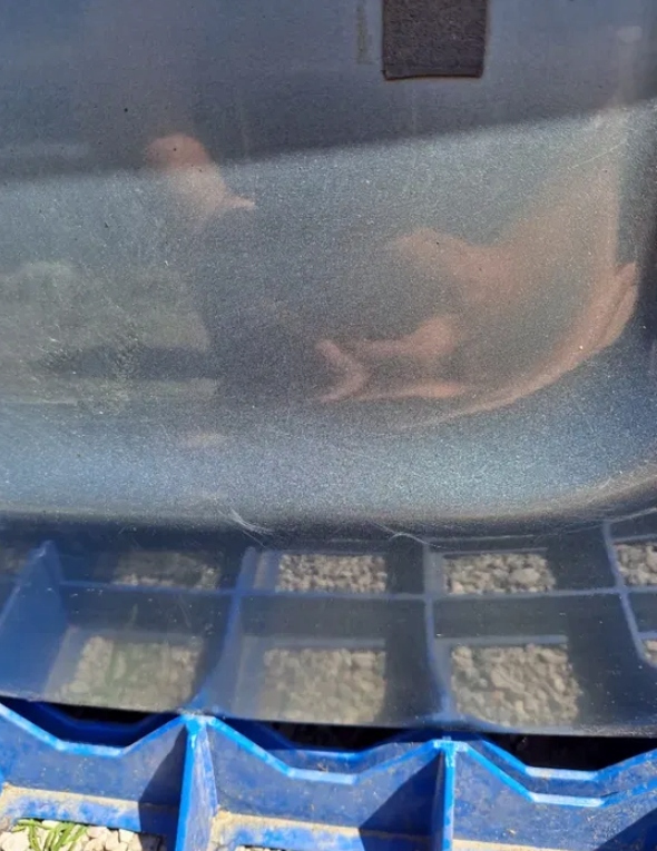 фото №8, Крышка багажника багажника subaru outback iv c1f