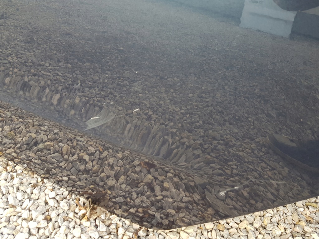 фото №10, Peugeot 508 i sedan дверь левый задняя kgnc fv