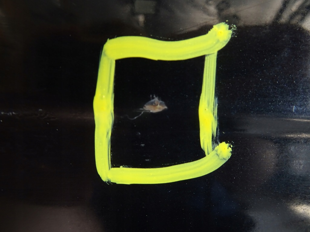 фото №6, Audi a4 b7 передні праве двері