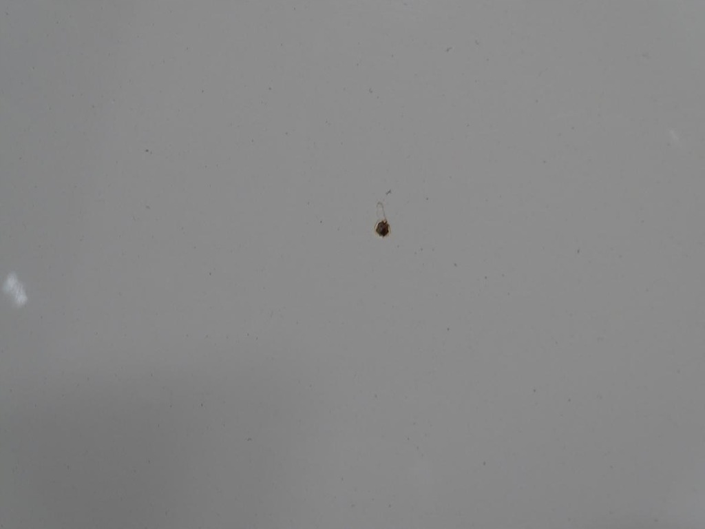 фото №13, Капот крышка двигателя хром seat alhambra i lift fl 2000-2010 la9b