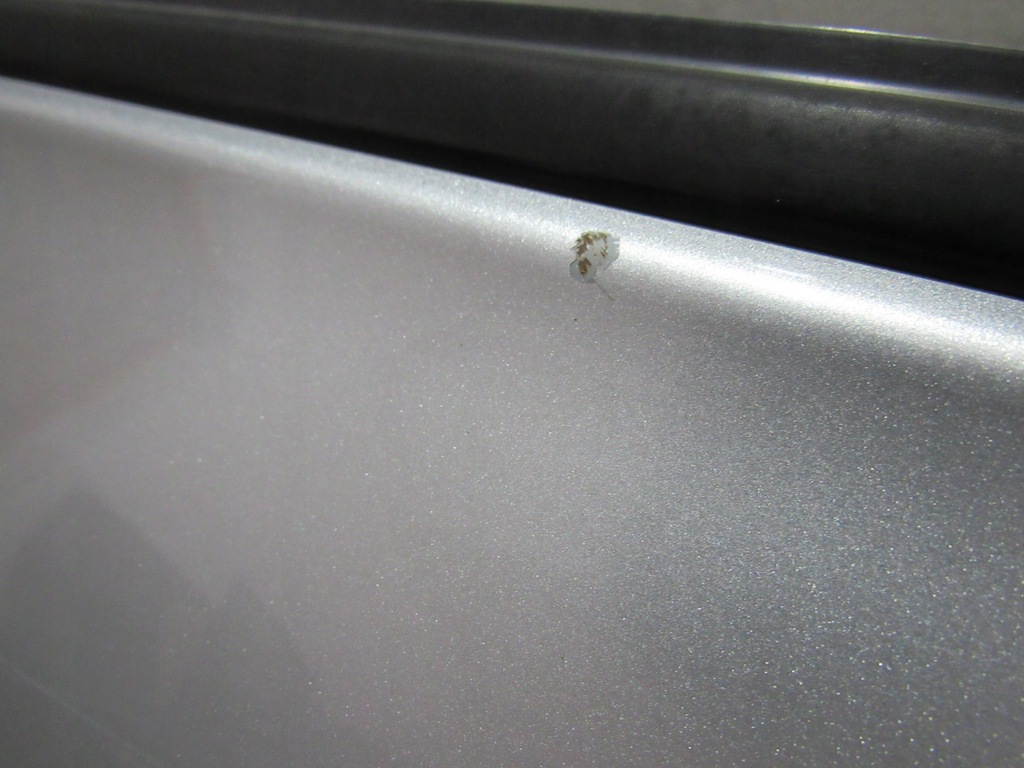 фото №6, Дверь правый задняя полный avensis verso 1d4