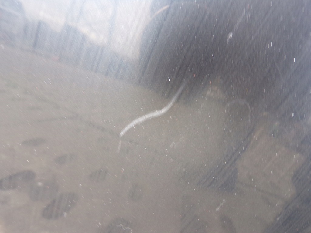 фото №7, Капот крышка двигателя audi a6 c5 lift