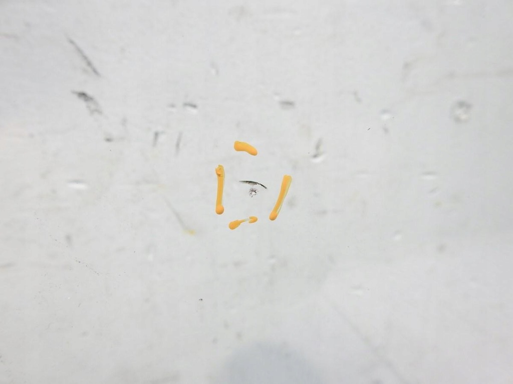 фото №3, Стекло передняя лобовое renault clio iv