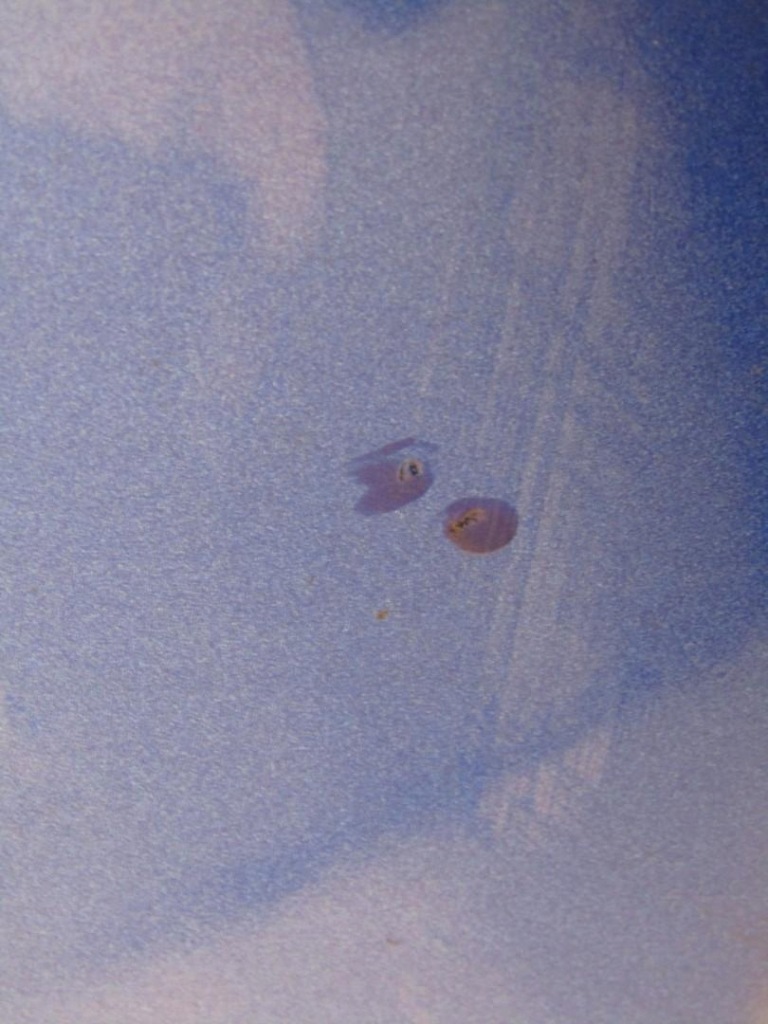 Бампер передній перед b593m honda civic x Київ