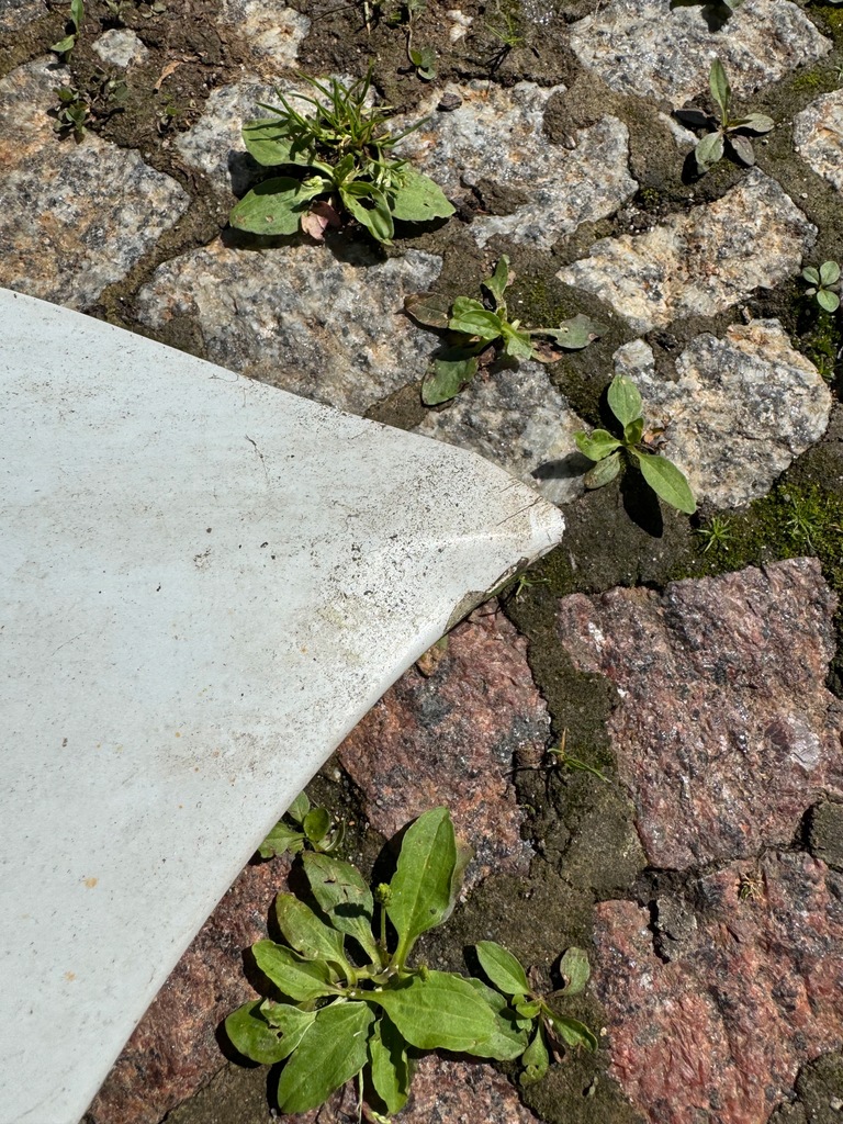 фото №6, Капот крышка двигателя перед audi a5 8t lift 2011-2016 белый