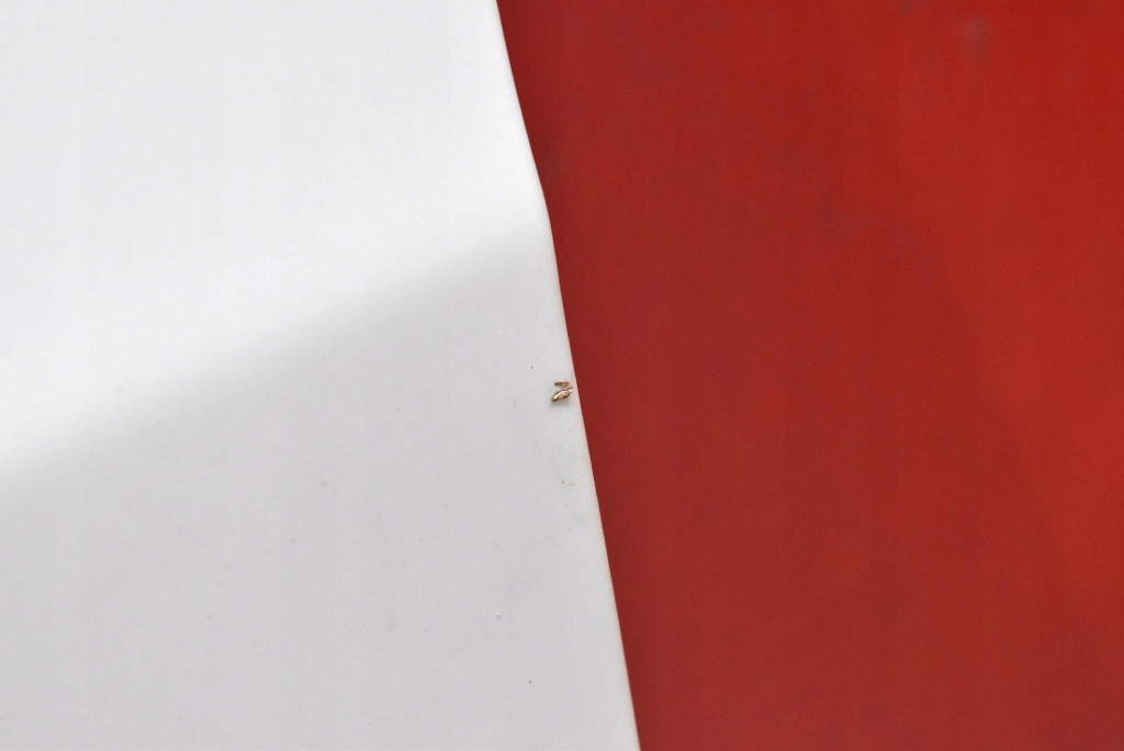 фото №6, Дверь левая перед передние белый tesla model s lift 16-21