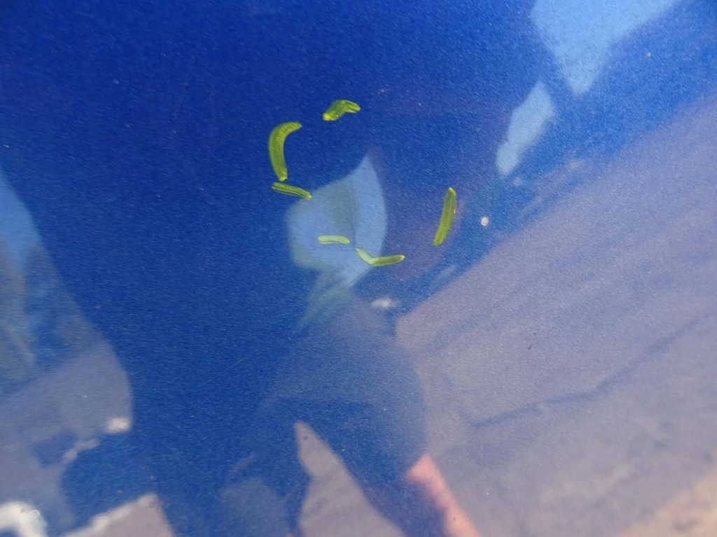 фото №8, Капот land rover freelander ii lrc850