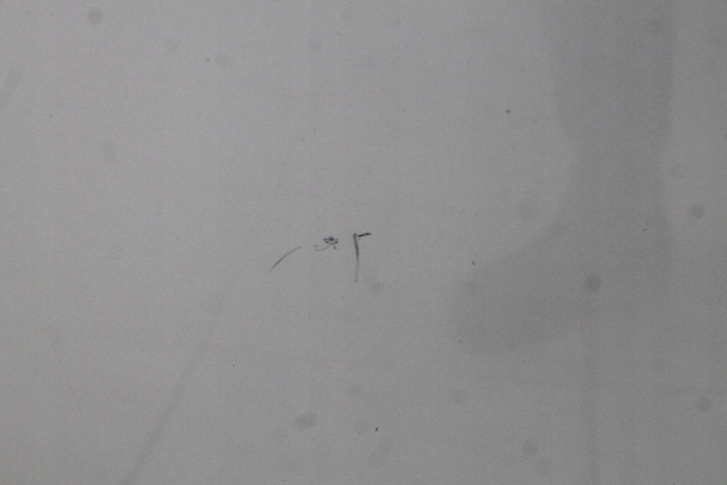 фото №7, Renault scenic iii 09r- капот кришка двигуна ted69