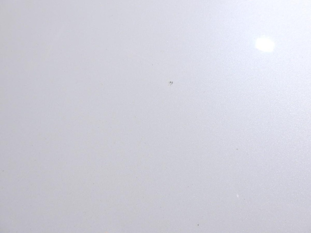 фото №5, Капот teqxa renault latitude