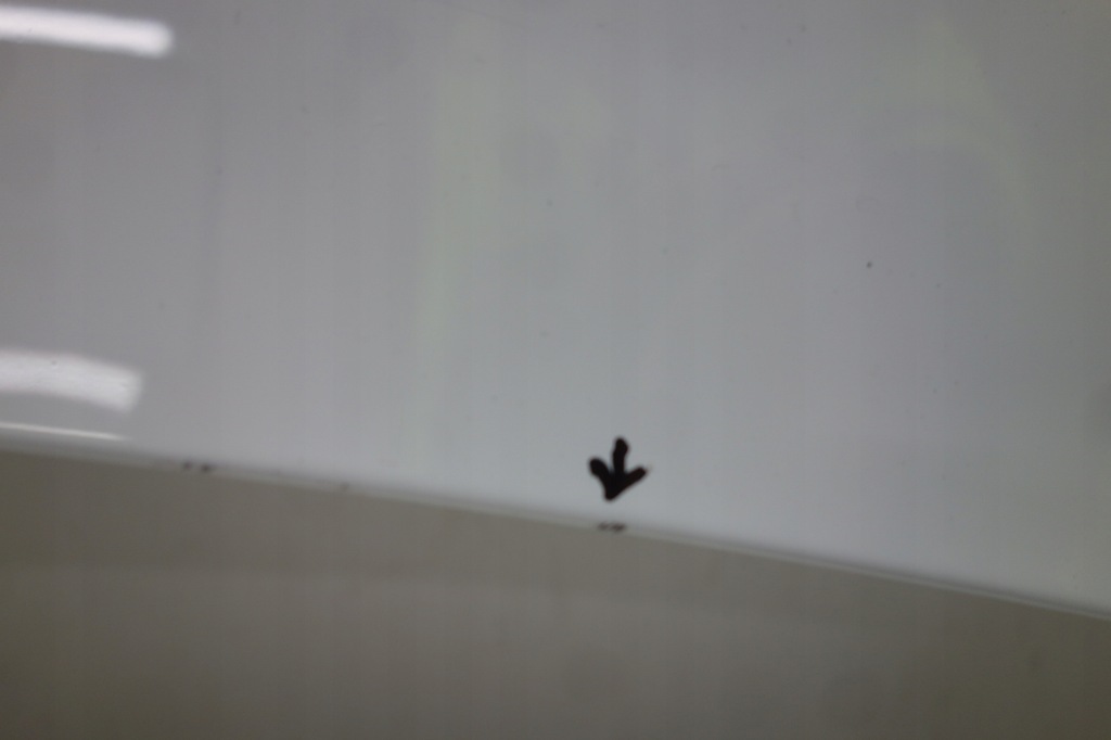 фото №11, Капот renault kangoo ii 08-13 цвет - 369